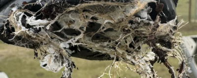 Mycelium